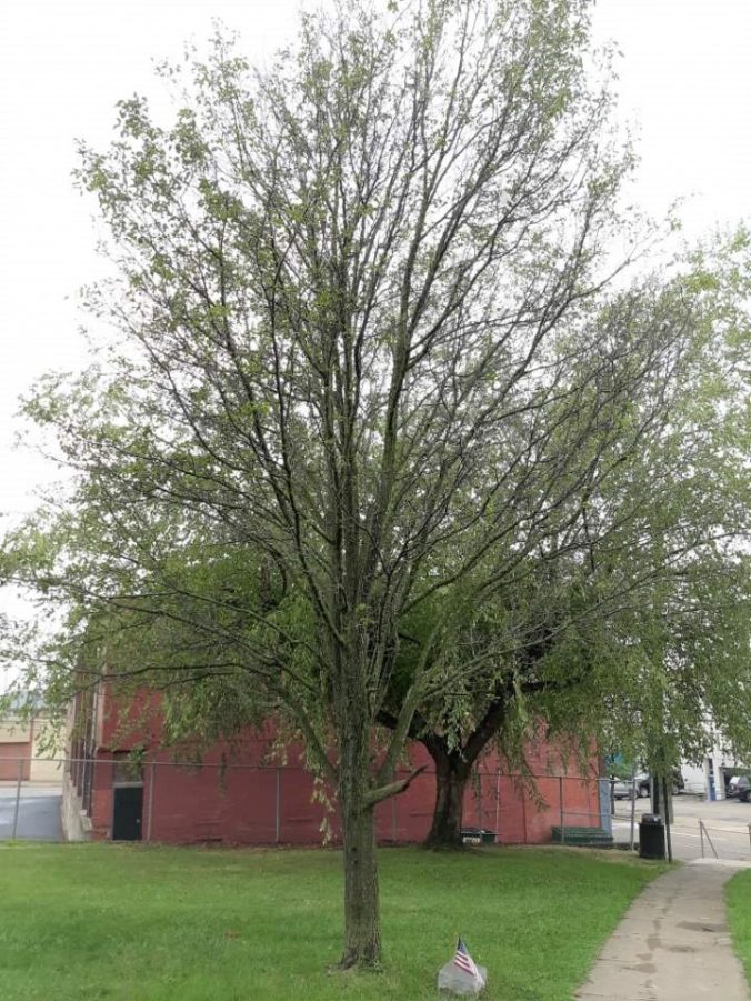 Callery Pear Andrew Bayne Memorial Library